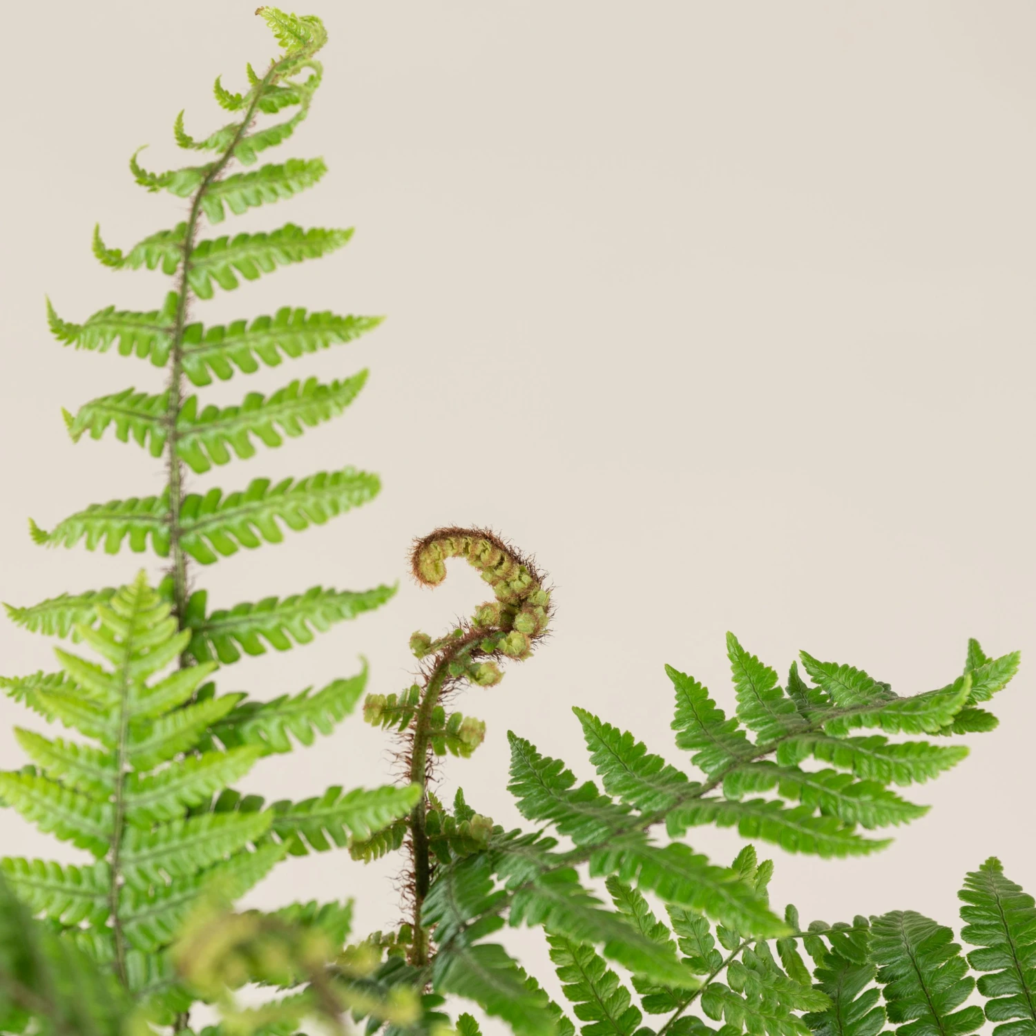 Dryopteris Wallichiana 4 Dryopteris Wallichiana - Image 4