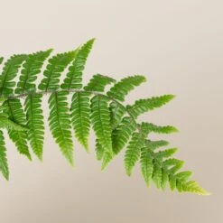 Dryopteris Wallichiana 11 Dryopteris Wallichiana -Plant Discount Store DWA 3 scaled 1