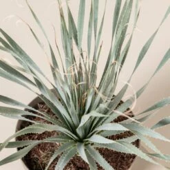 Dasylirion Wheeleri -Plant Discount Store DWH 9 2 scaled 1