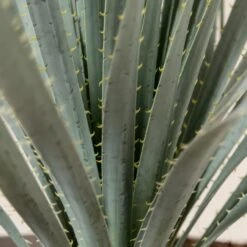 Dasylirion Wheeleri -Plant Discount Store DWH 9 3 scaled 1