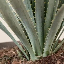 Dasylirion Wheeleri -Plant Discount Store DWH 9 4 scaled 1