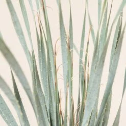 Dasylirion Wheeleri -Plant Discount Store DWH 9 5 scaled 1