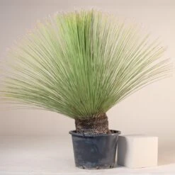 Dasylirion Longissimum 16 Dasylirion Longissimum -Plant Discount Store D 14962 5fbf46c7dfd43 1