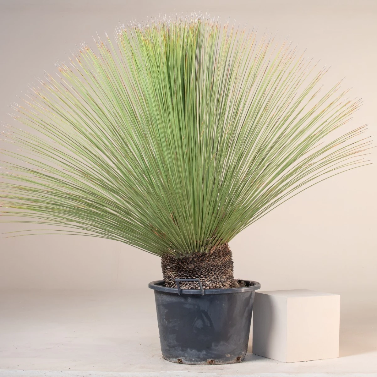 Dasylirion Longissimum 6 Dasylirion Longissimum - Image 6