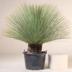 Dasylirion Longissimum 17 Dasylirion Longissimum -Plant Discount Store D 14962 5fbf4710c4743 1