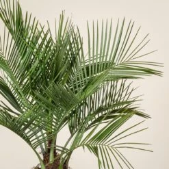 Jubaea Chilensis -Plant Discount Store E JCH 35 1 scaled 1