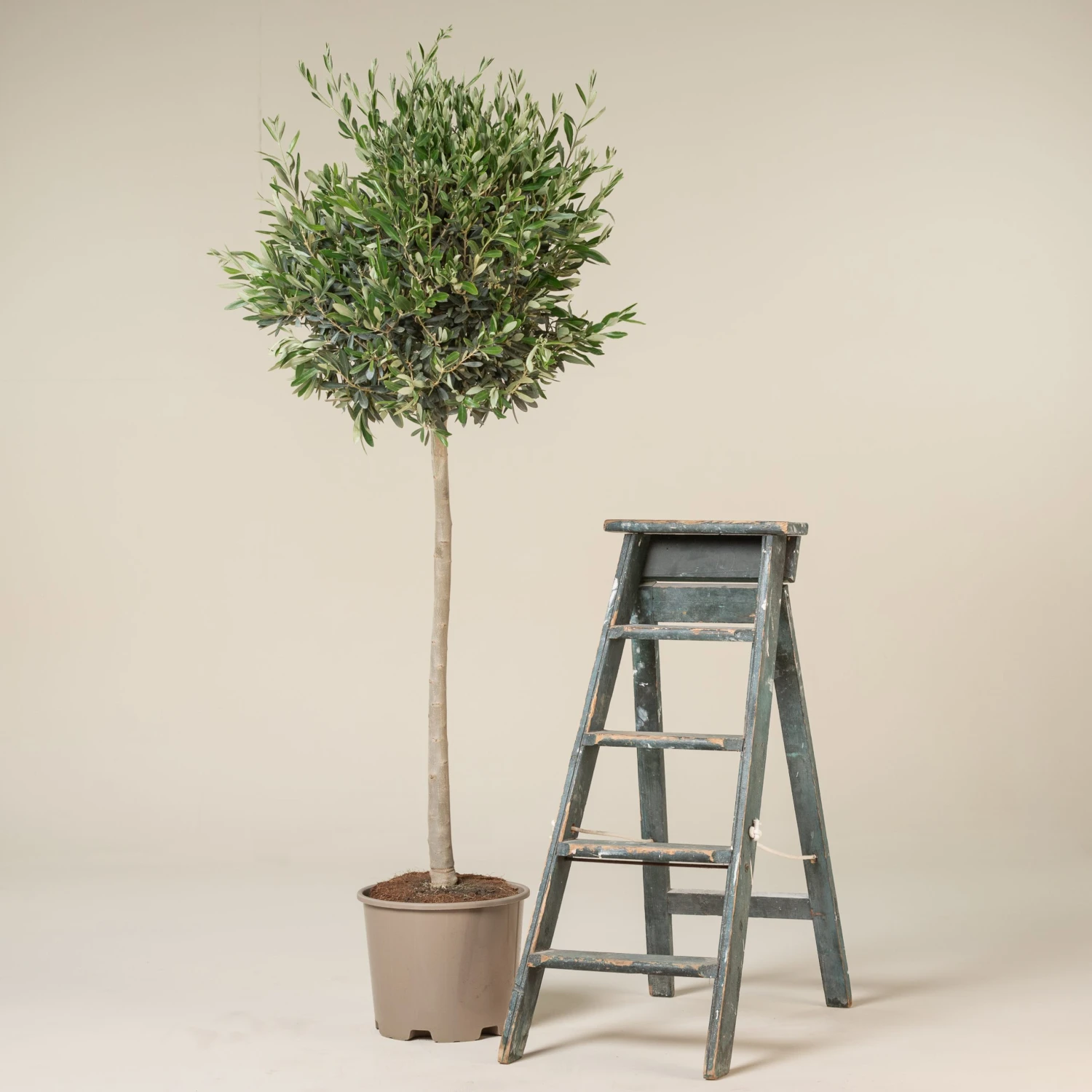 Olea Europaea – Topiary 4 Olea Europaea – Topiary - Image 4