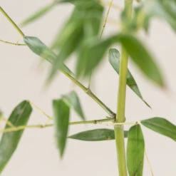 Phyllostachys Bissettii 12 Phyllostachys Bissettii -Plant Discount Store E PBI