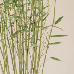 Phyllostachys Bissettii 10 Phyllostachys Bissettii -Plant Discount Store E PBI 4