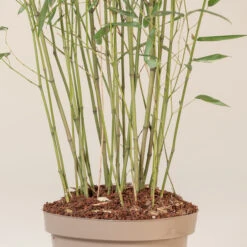 Phyllostachys Bissettii 11 Phyllostachys Bissettii -Plant Discount Store E PBI 5