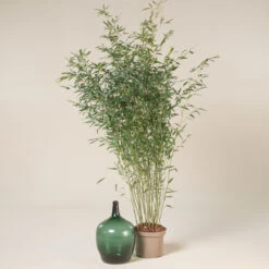 Phyllostachys Bissettii