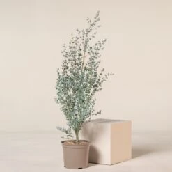 Eucalypyus Gunnii āSilveranaā