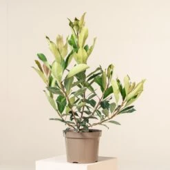 Eriobotrya āCoppertoneā