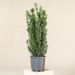 Euonymus Japonicus āBenkomasakiā