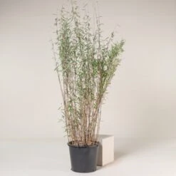 Fargesia Nitida ‘Black Pearl’ -Plant Discount Store FBP 30 4 scaled 1