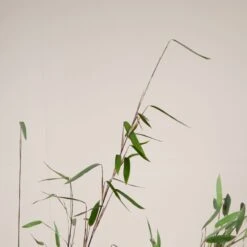 Fargesia Nitida ‘Black Pearl’ -Plant Discount Store FBP 30 6 scaled 1