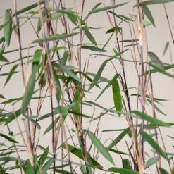 Fargesia Nitida ‘Black Pearl’ -Plant Discount Store FBP 30 7 scaled 1