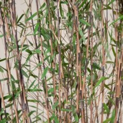 Fargesia Nitida ‘Black Pearl’ -Plant Discount Store FBP 30 8 scaled 1