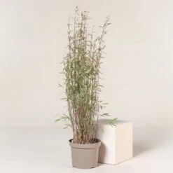 Fargesia Nitida ‘Black Pearl’ -Plant Discount Store FBP 9 2 scaled 1