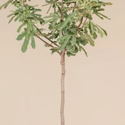 Ficus Carica ‘Brown Turkey’ (full Standard) -Plant Discount Store FBT 60a963b001a4f
