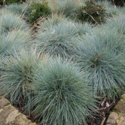 Festuca Glauca ‘Elijah Blue’ 11 Festuca Glauca ‘Elijah Blue’ -Plant Discount Store FEB 1 3 scaled 1