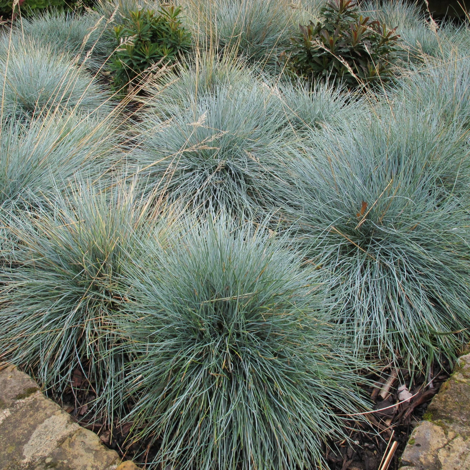 Festuca Glauca ‘Elijah Blue’ 5 Festuca Glauca ‘Elijah Blue’ - Image 5