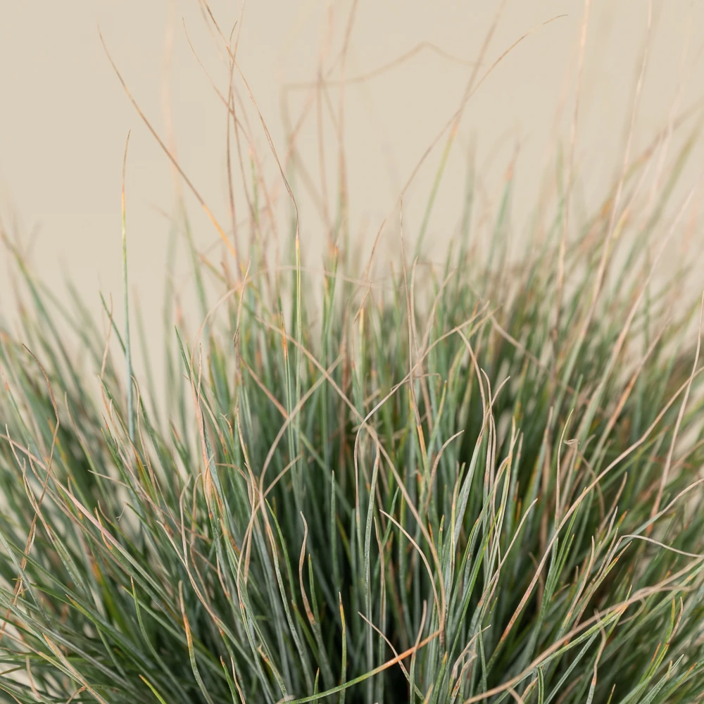 Festuca Glauca ‘Elijah Blue’ 2 Festuca Glauca ‘Elijah Blue’ - Image 2