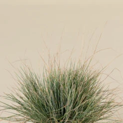 Festuca Glauca ‘Elijah Blue’ 12 Festuca Glauca ‘Elijah Blue’ -Plant Discount Store FEB 2 2