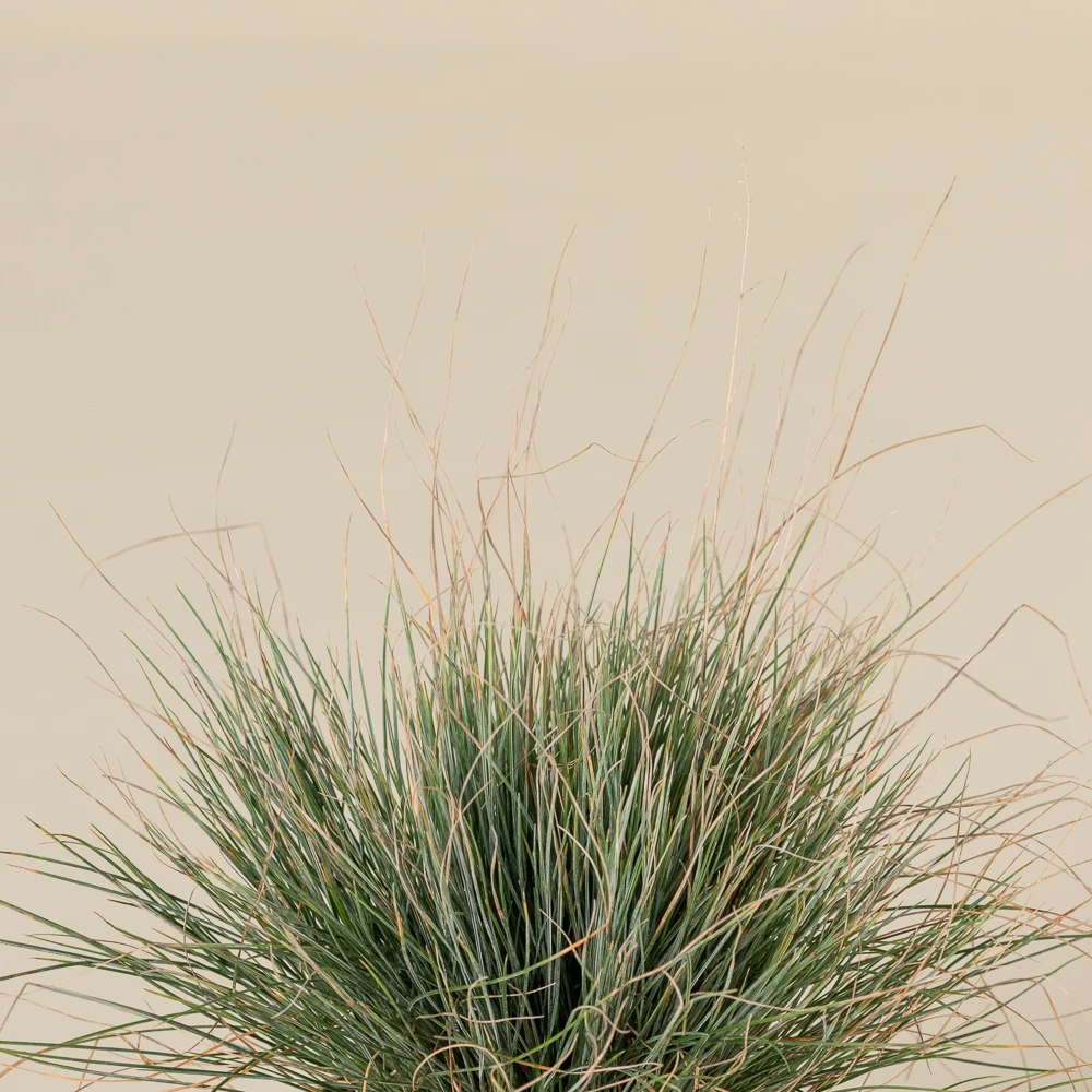Festuca Glauca ‘Elijah Blue’ 6 Festuca Glauca ‘Elijah Blue’ - Image 6