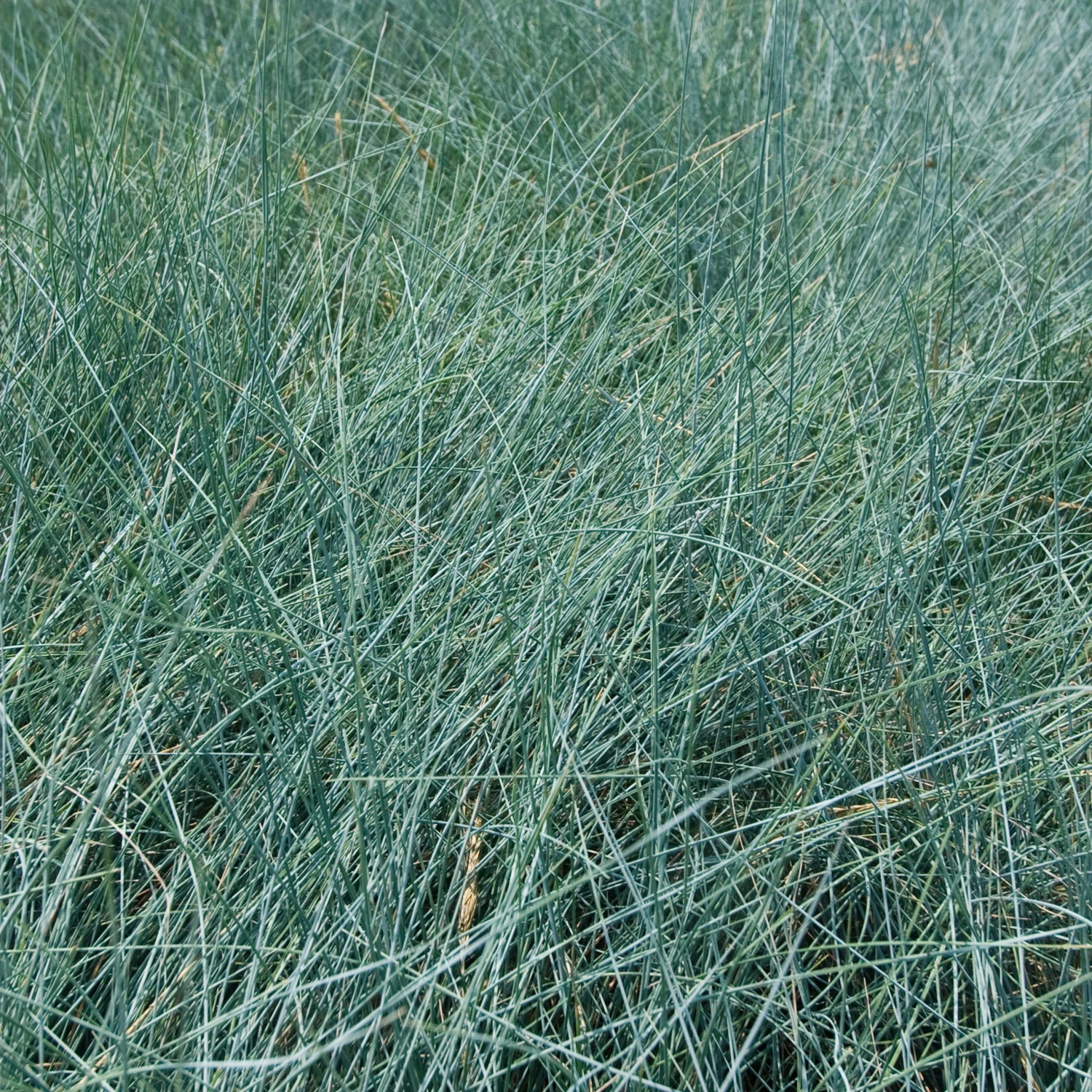Festuca Glauca ‘Elijah Blue’ 3 Festuca Glauca ‘Elijah Blue’ - Image 3