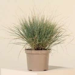 Festuca Glauca ‘Elijah Blue’ 13 Festuca Glauca ‘Elijah Blue’ -Plant Discount Store FEB 2 3