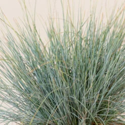 Festuca Glauca ‘Elijah Blue’ 10 Festuca Glauca ‘Elijah Blue’ -Plant Discount Store FEB 2 4