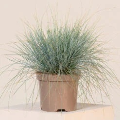 Festuca Glauca ‘Elijah Blue’