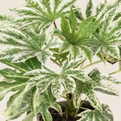 Fatsia Japonica ‘Spider’s Web’ -Plant Discount Store FEW 1 2 scaled 1