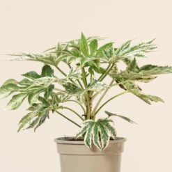 Fatsia Japonica ‘Spider’s Web’ -Plant Discount Store FEW 3 4 scaled 1