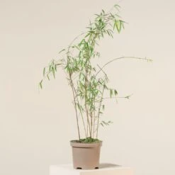 Plant Discount Store -Plant Discount Store FJI 2 1 scaled 1