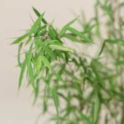 Fargesia Jiuzhaigou 1 -Plant Discount Store FJI 2 scaled 1