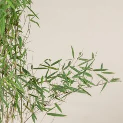 Fargesia Jiuzhaigou 1 -Plant Discount Store FJI 4 scaled 1