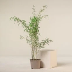 Fargesia Jiuzhaigou 1 -Plant Discount Store FJI 5 10 scaled 1