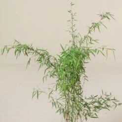 Fargesia Jiuzhaigou 1 -Plant Discount Store FJI 5 scaled 1