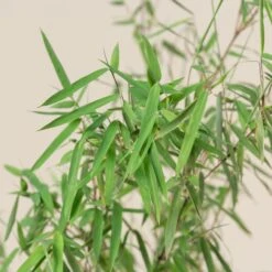 Fargesia Jiuzhaigou 1 -Plant Discount Store FJI 6 scaled 1