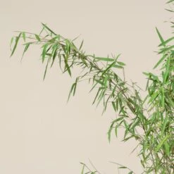 Fargesia Jiuzhaigou 1 -Plant Discount Store FJI 7 scaled 1