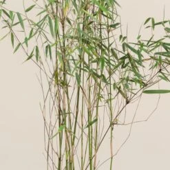 Fargesia Jiuzhaigou 1 -Plant Discount Store FJI 9 scaled 1