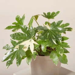 Fatsia Japonica ‘Variegata’ -Plant Discount Store FJV 6199524f133a4
