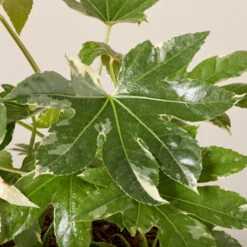 Fatsia Japonica ‘Variegata’ -Plant Discount Store FJV 61995251639a2
