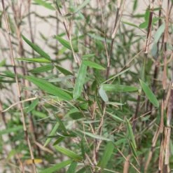 Plant Discount Store -Plant Discount Store FPU 1 scaled 1