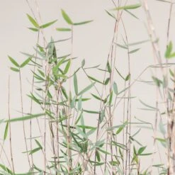 Fargesia Jiuzhaigou ‘Deep Purple’ -Plant Discount Store FPU 2 scaled 1