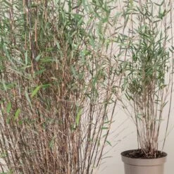 Fargesia Jiuzhaigou ‘Deep Purple’ -Plant Discount Store FPU 3 scaled 1