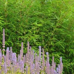 Fargesia Robusta ‘Campbell’ 22 Fargesia Robusta ‘Campbell’ -Plant Discount Store FRC 1 scaled 1