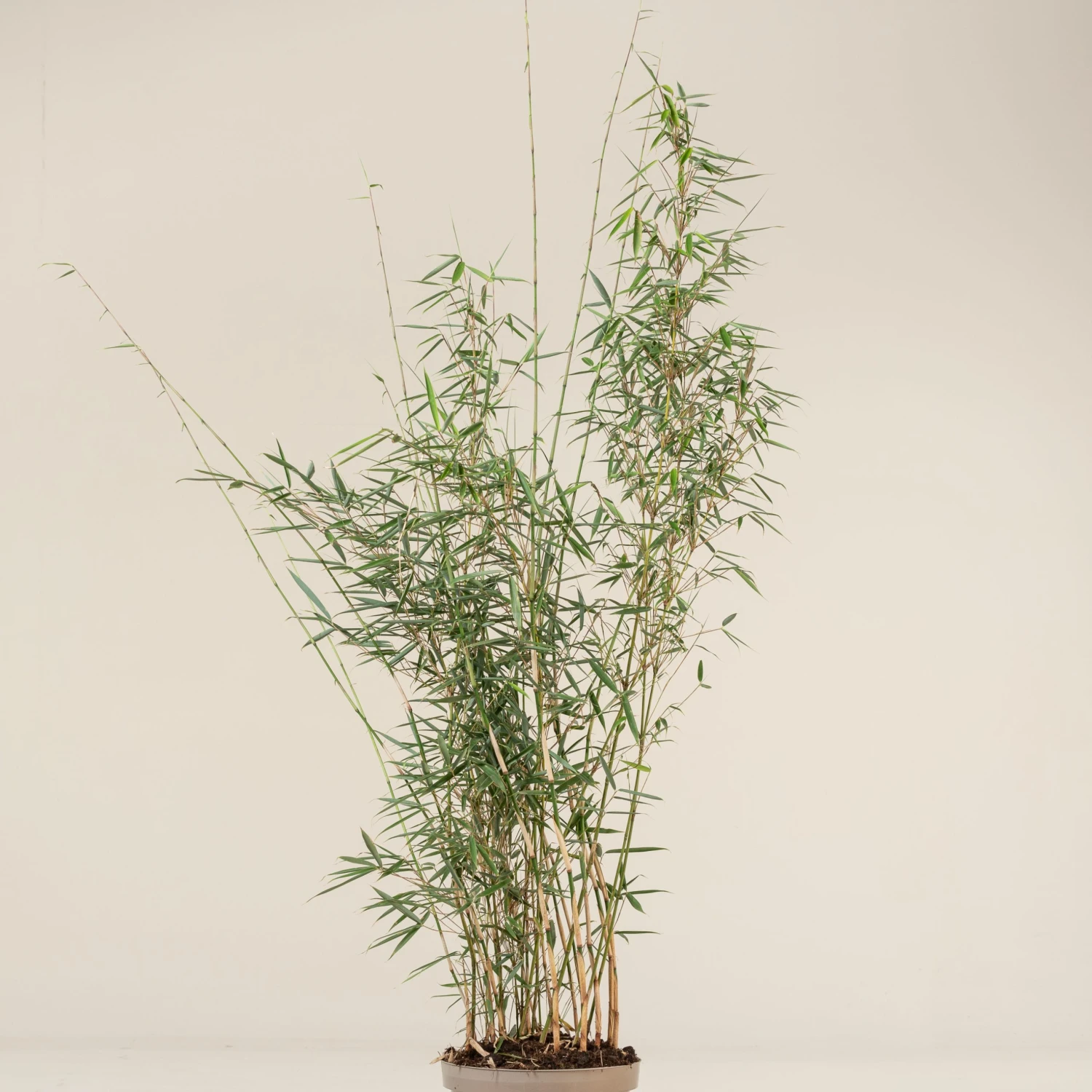 Fargesia Robusta ‘Campbell’ 9 Fargesia Robusta ‘Campbell’ - Image 9